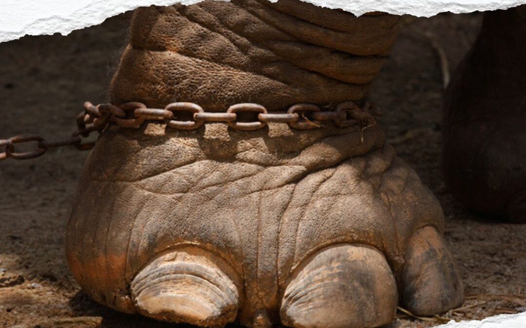 On me demande souvent qu’est-ce qu’être consultant(e) en évolution professionnelle. Alors je raconte cette histoire :